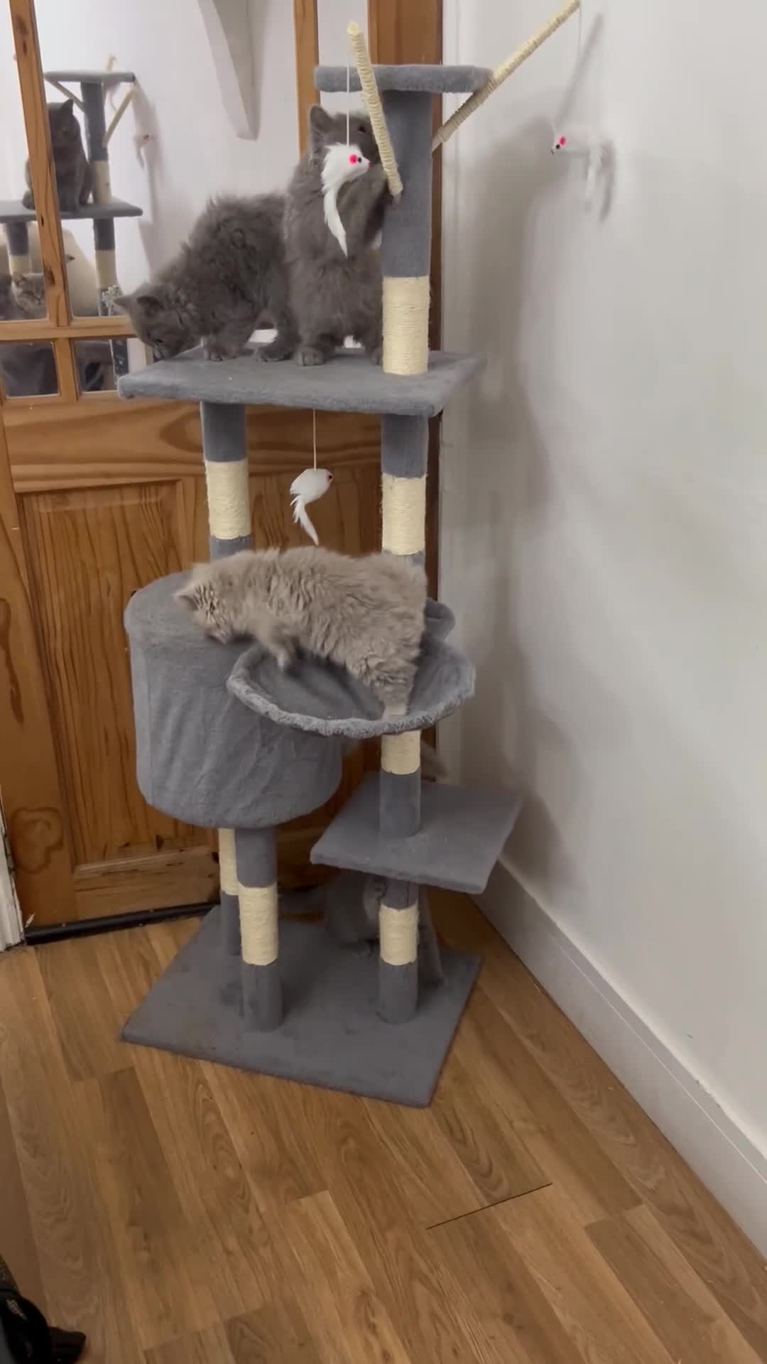 British Longhair cats for sale: 🏆CHAMPION BLOODLINES🏆.British Longhair Kittens. - Video 1