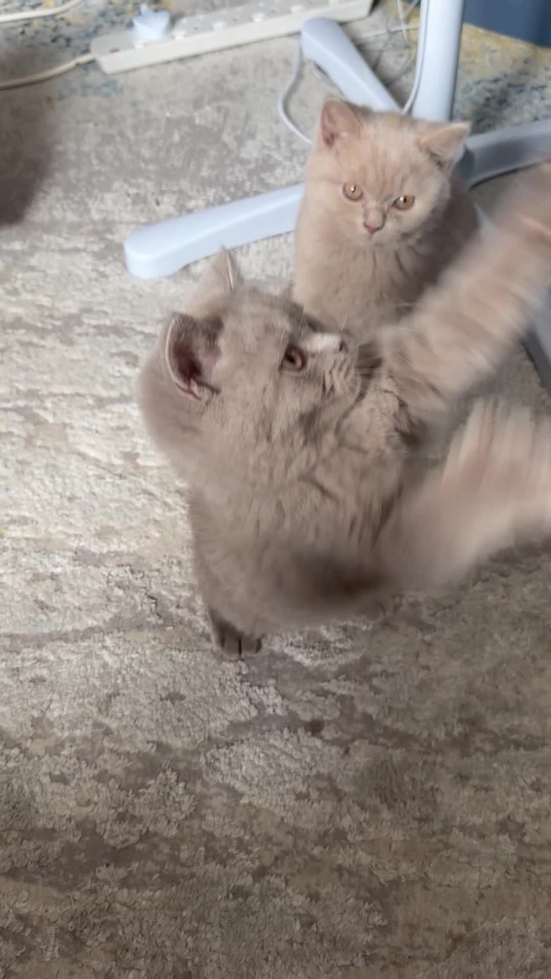 British Shorthair cats for sale: 2 gorgeous boys tica reg can be active  - Video 1