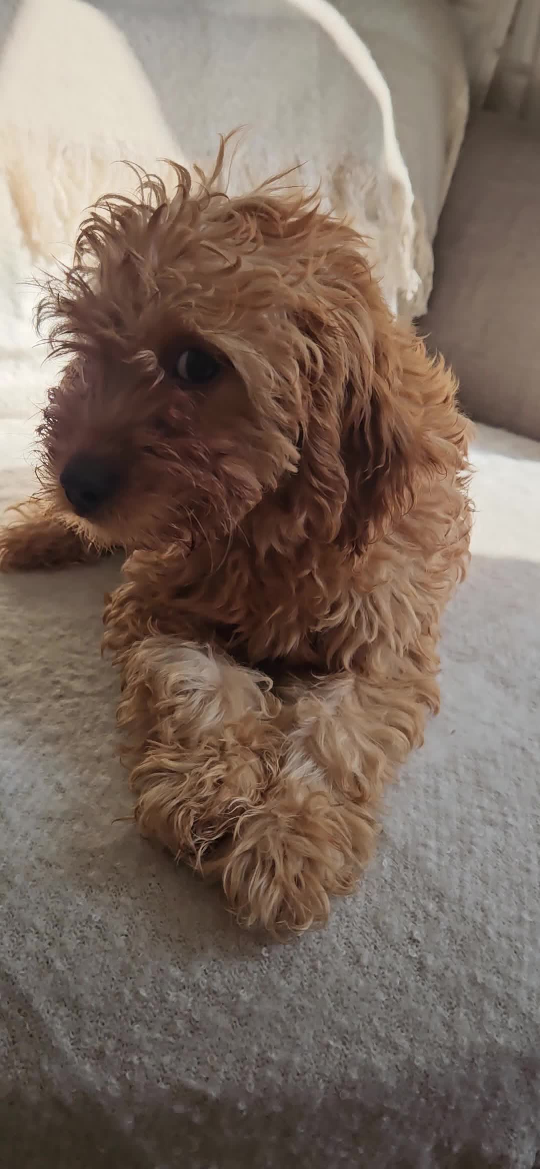 Mini Goldendoodle dogs for sale: Small F1B goldendoodle boys ✨️💙 - Video 3
