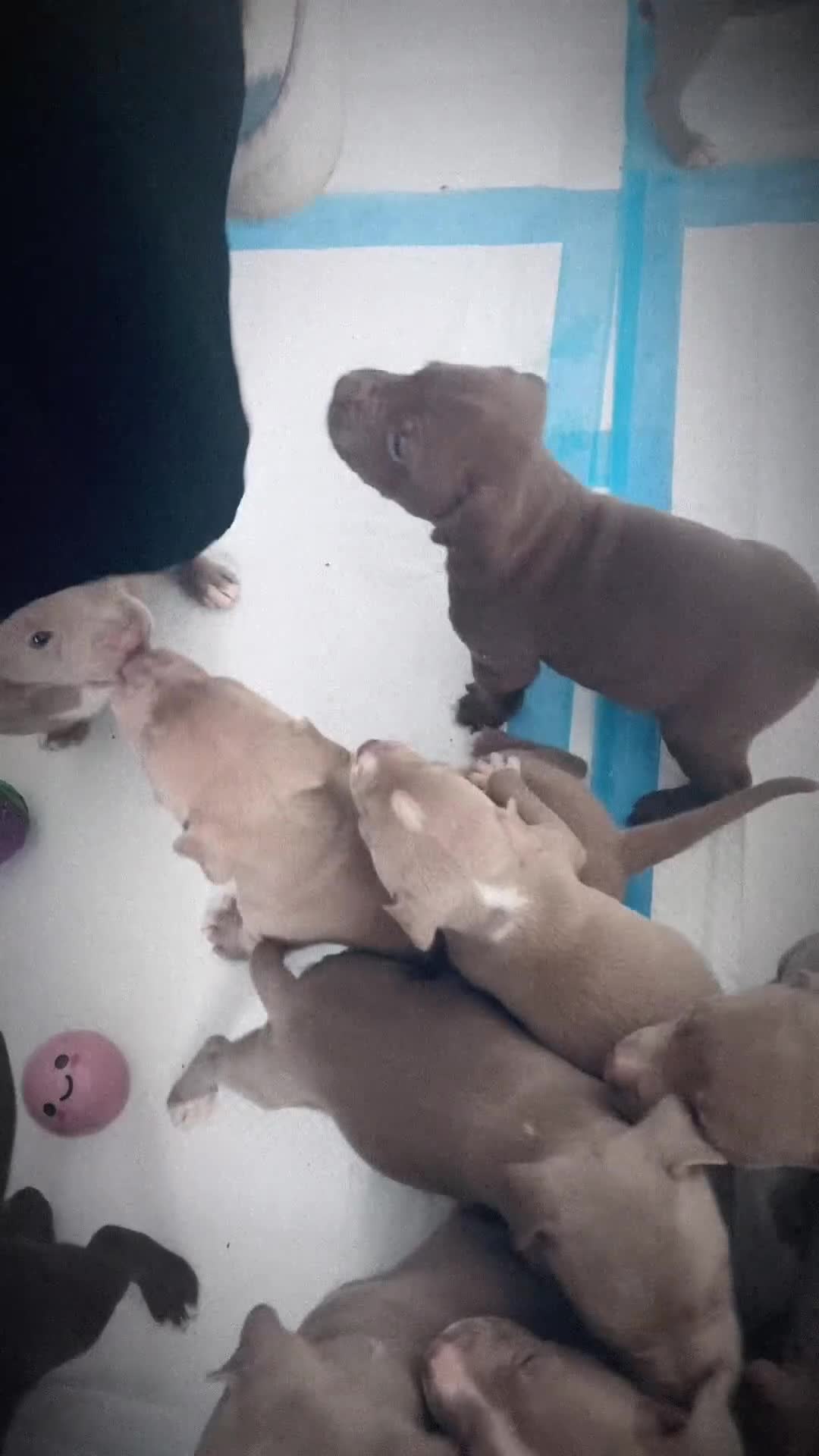 American Bully dogs for sale:  Medium Bully Puppies–XL are banned, these are NOT - Video 1