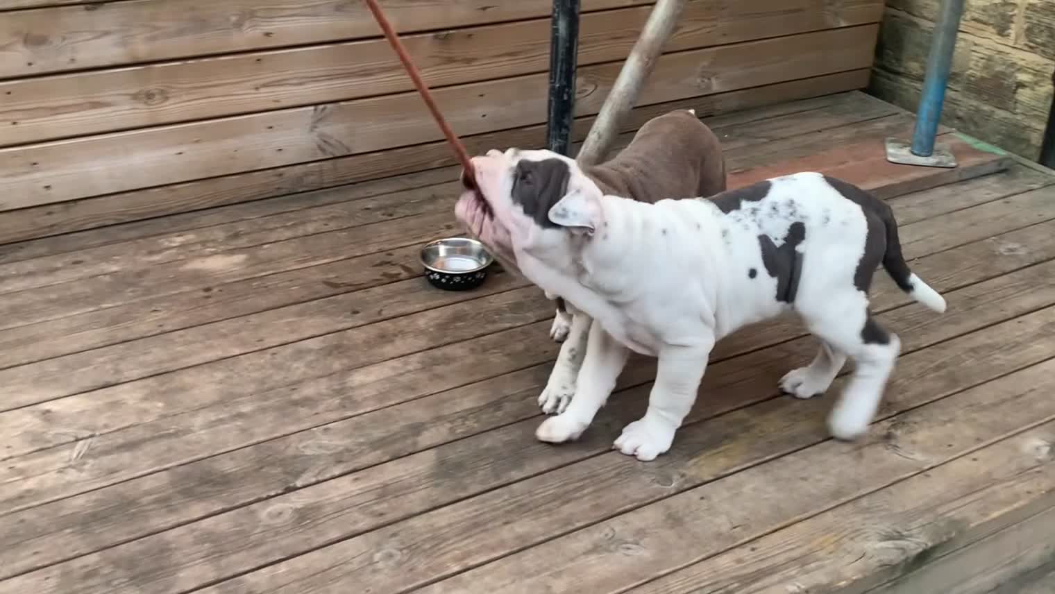 Mixed Breed dogs for sale: English Merle Bulldog/Shar Pei puppies for sale - Video 1