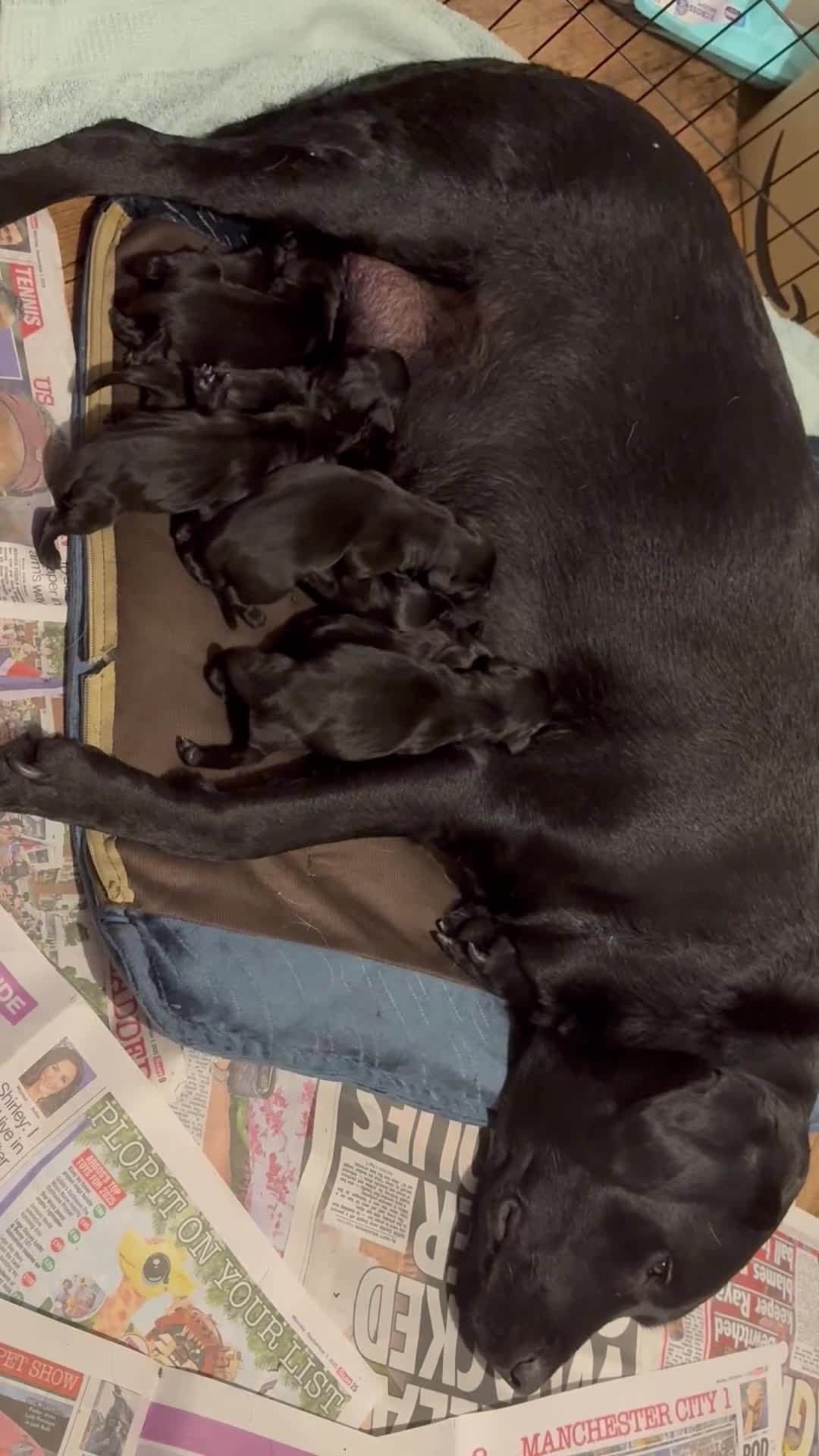 Labrador Retriever dogs for sale: 7 pure Labradors 4 female 3 male  - Video 1