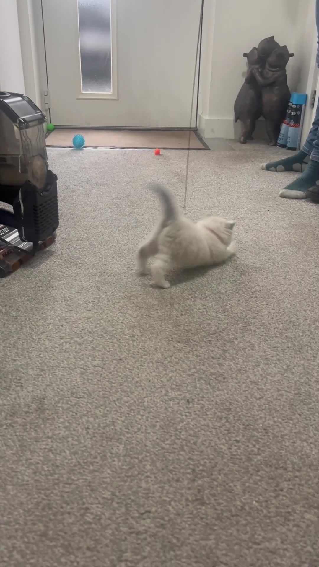 Ragdoll cats for sale: 🩷5 Blue Bi-colour Ragdoll girls🩷 - Video 1