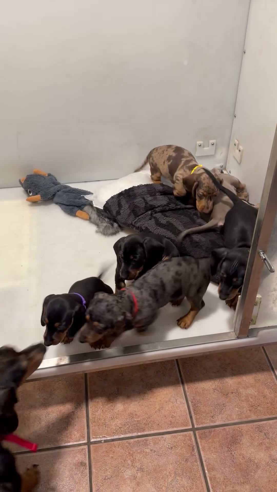 Dachshund dogs for sale: Beautiful Dachshund Puppies  - Video 1