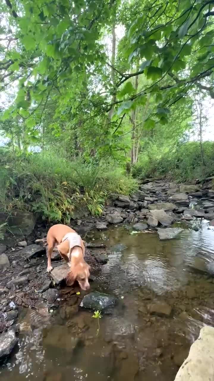 Cocker Spaniel dogs for sale: JESSIE/ JESS 🌸 REHOME - Video 2