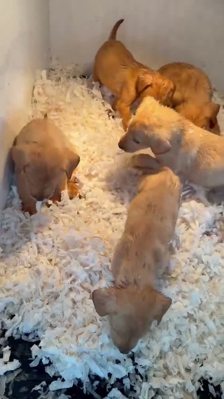 Labrador Retriever dogs for sale: SHAEDS OF YELLOW TO FOXRED - Video 1