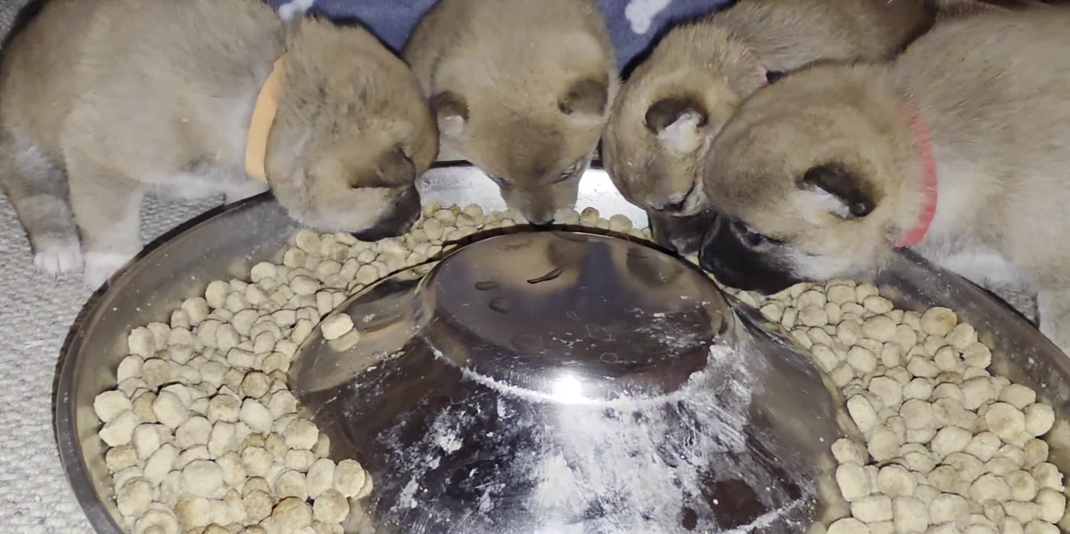 Japanese Shiba Inu dogs for sale: Healthy shiba inus last girl  - Video 1