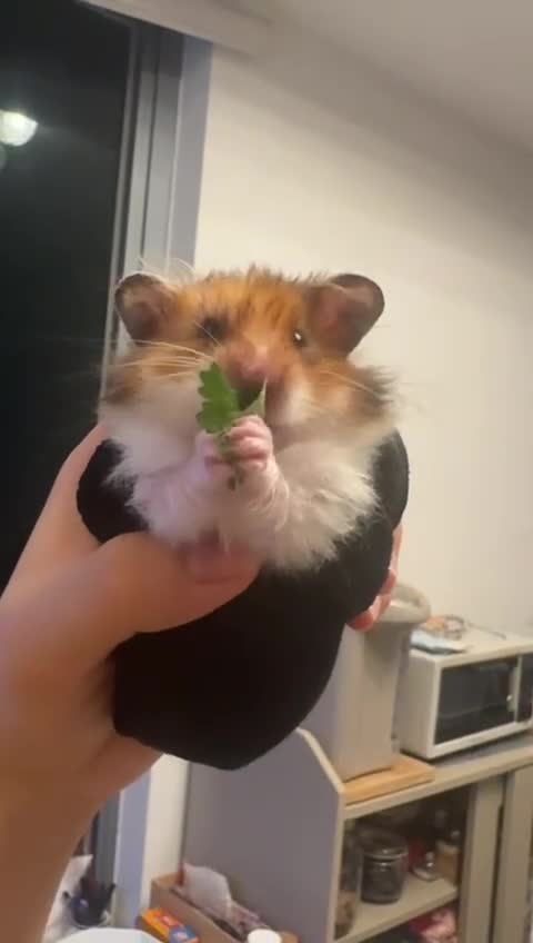 Hamster rodents for sale: Long haired syrian for sale - Video 1