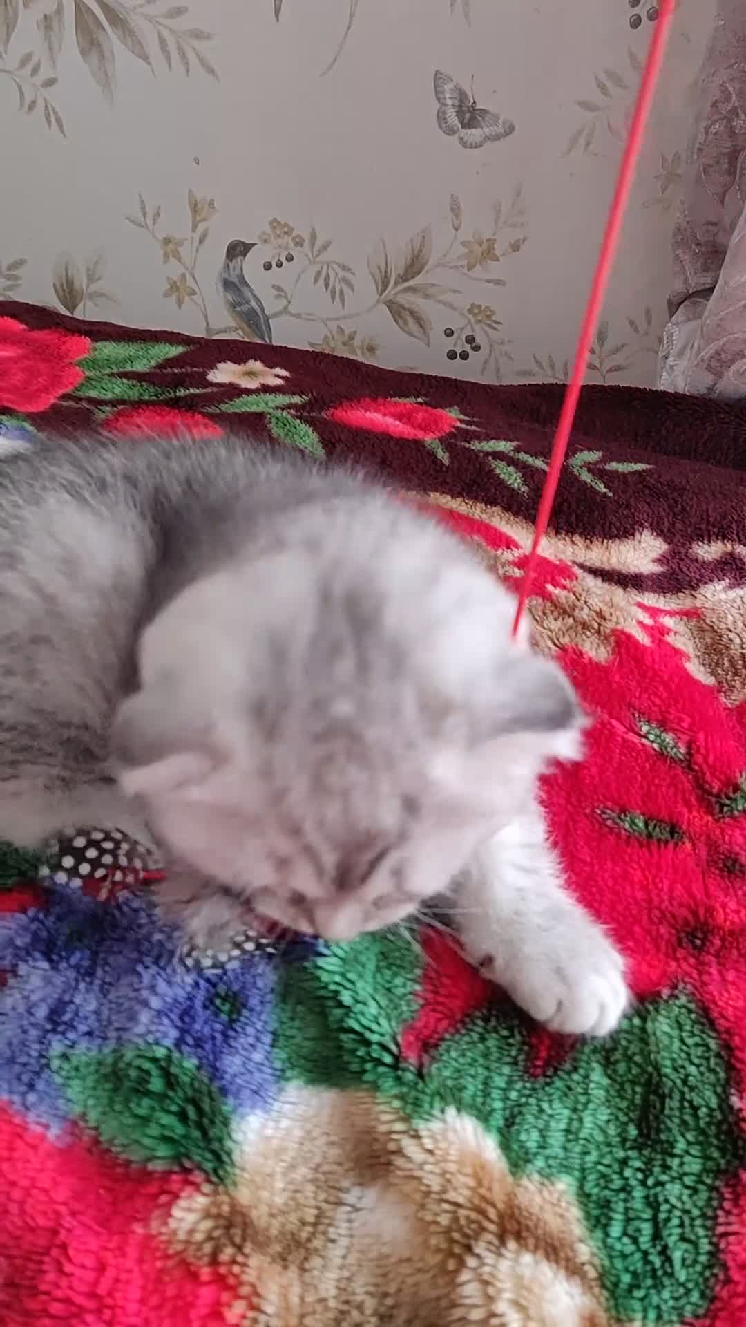 Scottish Fold cats for sale: Scottish Fold kitten  - Video 4