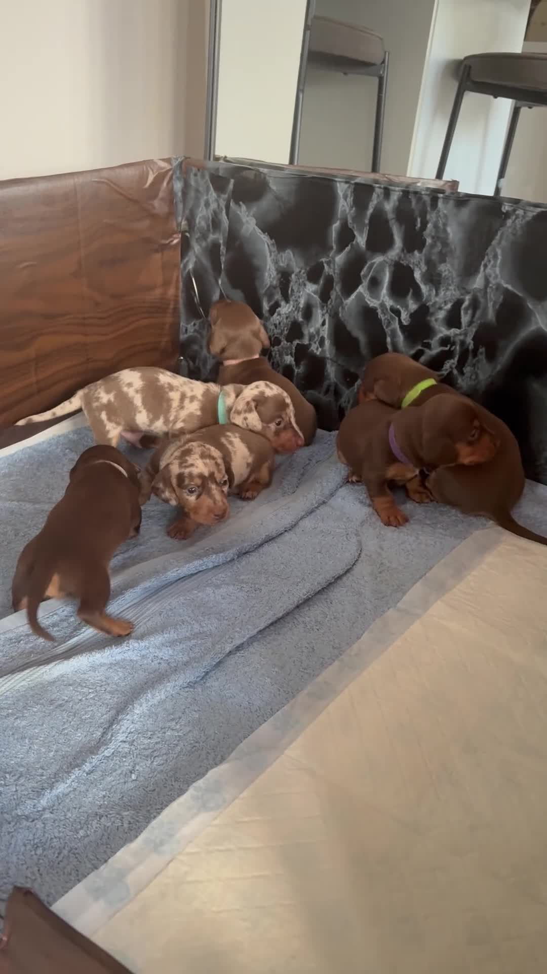 Miniature Dachshund dogs for sale: Gorgeous Litter of Mini Dachshunds in Cowdenbeath - Video 2