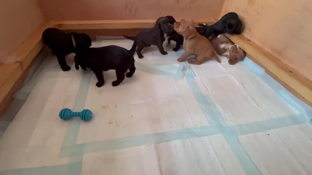 Cocker Spaniel dogs for sale: Working Cocker Spaniel Puppies - Video 1