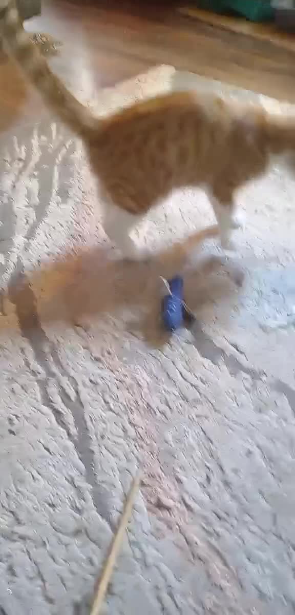 Mixed Breed cats for sale: 1 boy 1 girl kitten - Video 1