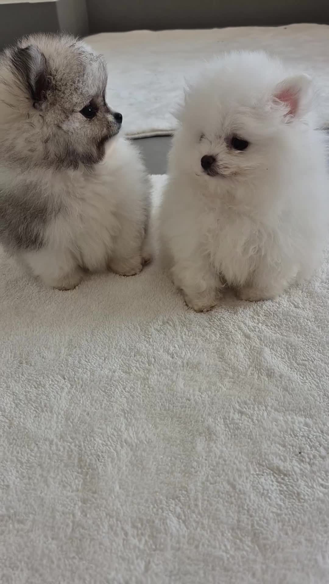 Pomeranian dogs for sale: Kc registered pomerainians  - Video 1