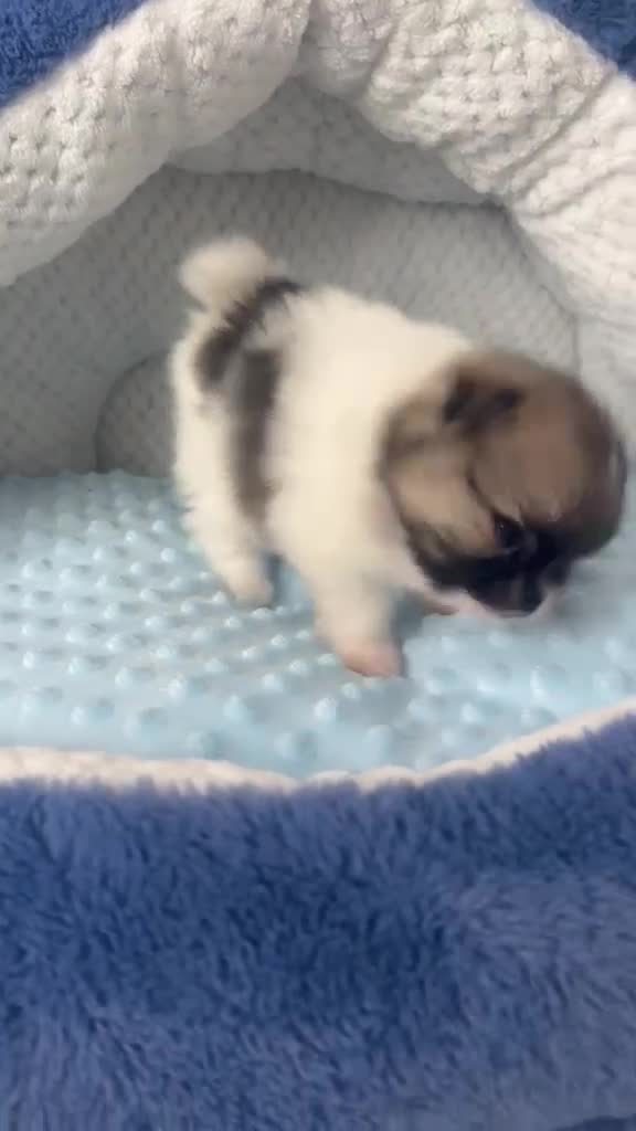 Pomeranian dogs for sale: Quality Pomeranian Teddy bears 🐻🐻 - Video 1