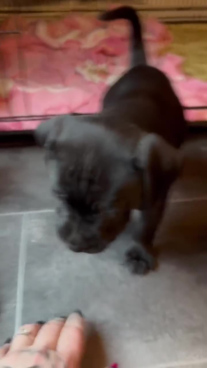 Staffordshire Bull Terrier dogs for sale: Black staffy girl  - Video 1