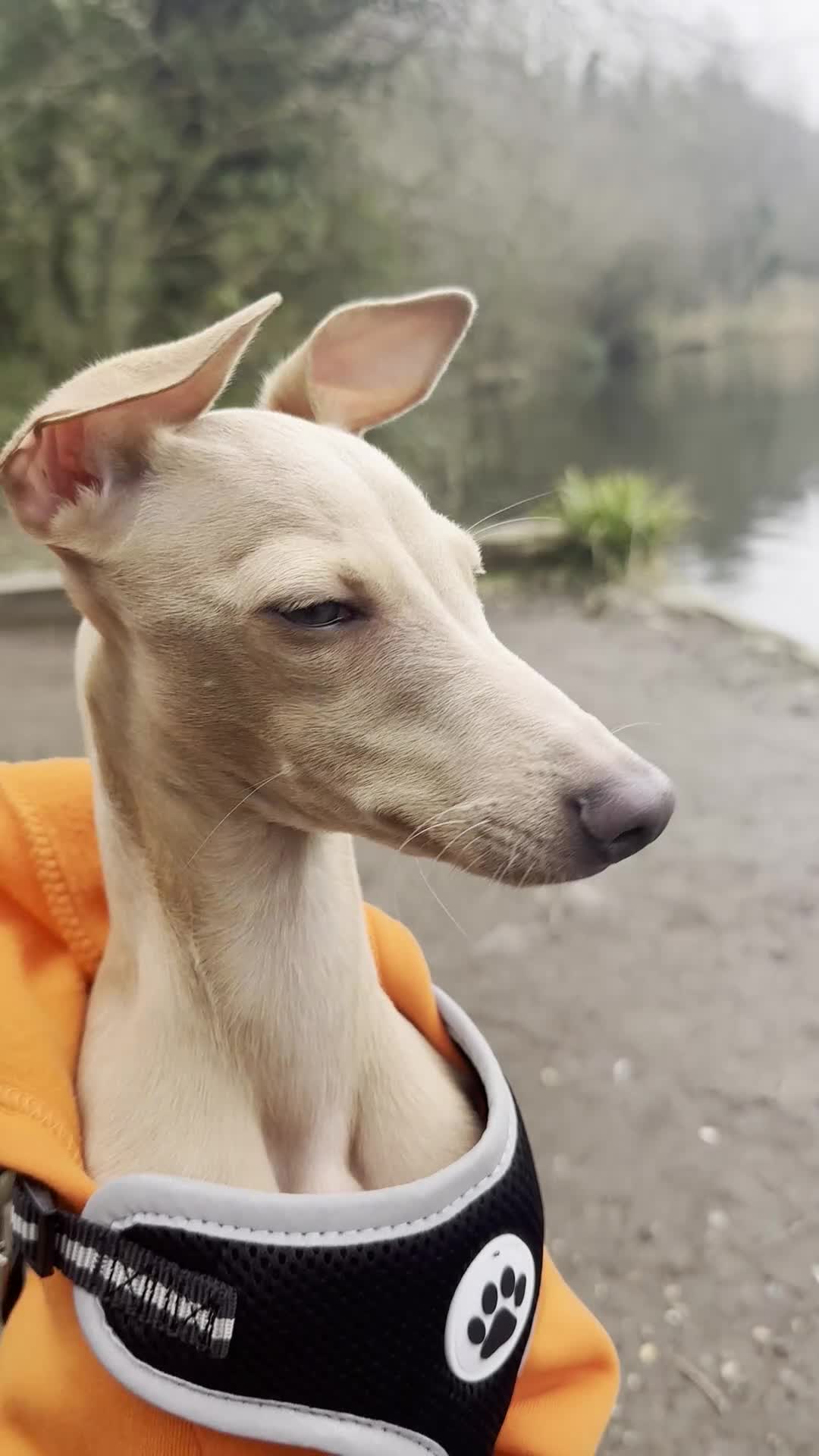 Italian Greyhound dogs for sale: CHILLI  - Video 2