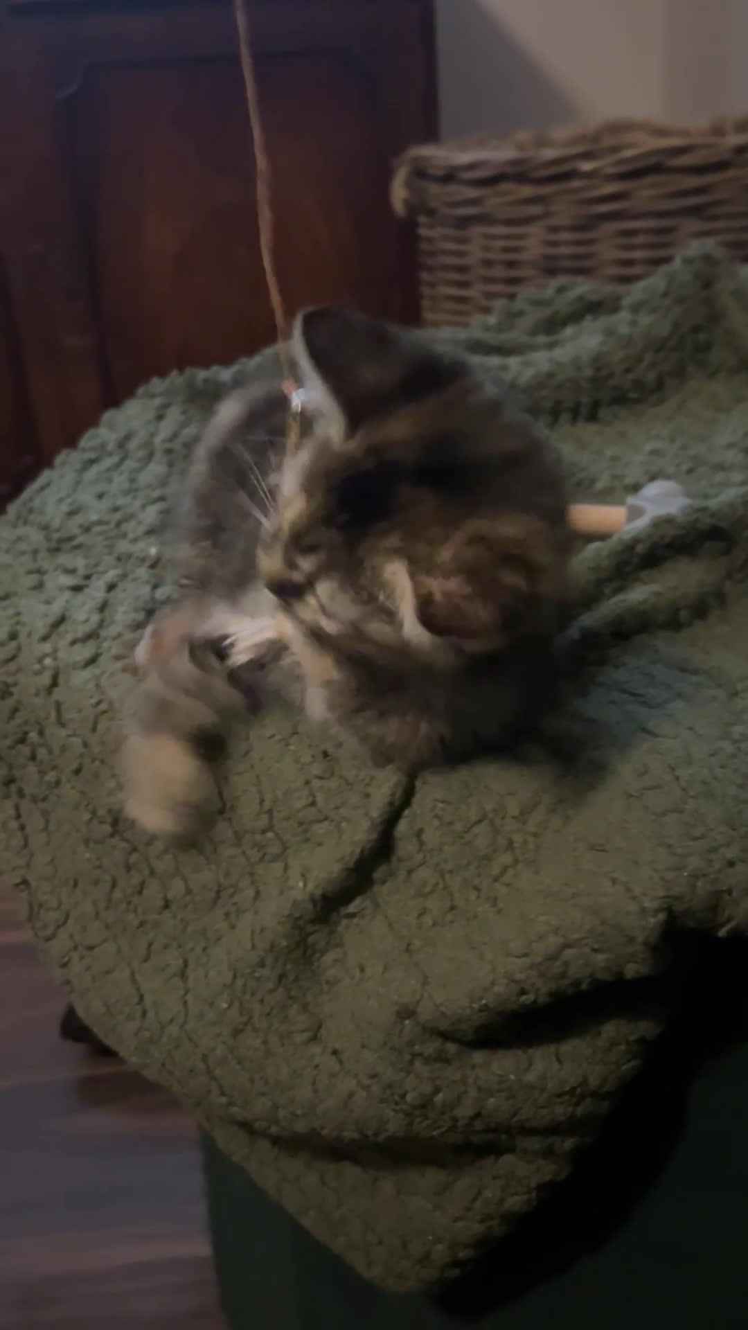 Mixed Breed cats for sale: British shorthair x bengal  - Video 1