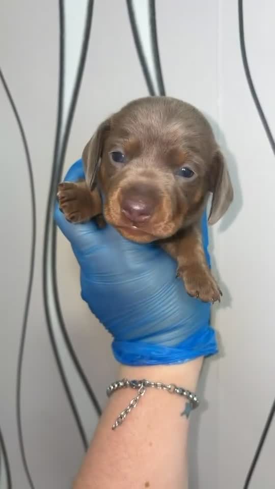 Miniature Dachshund dogs for sale: 4 gorgeous boys looking for their forever homes  - Video 2