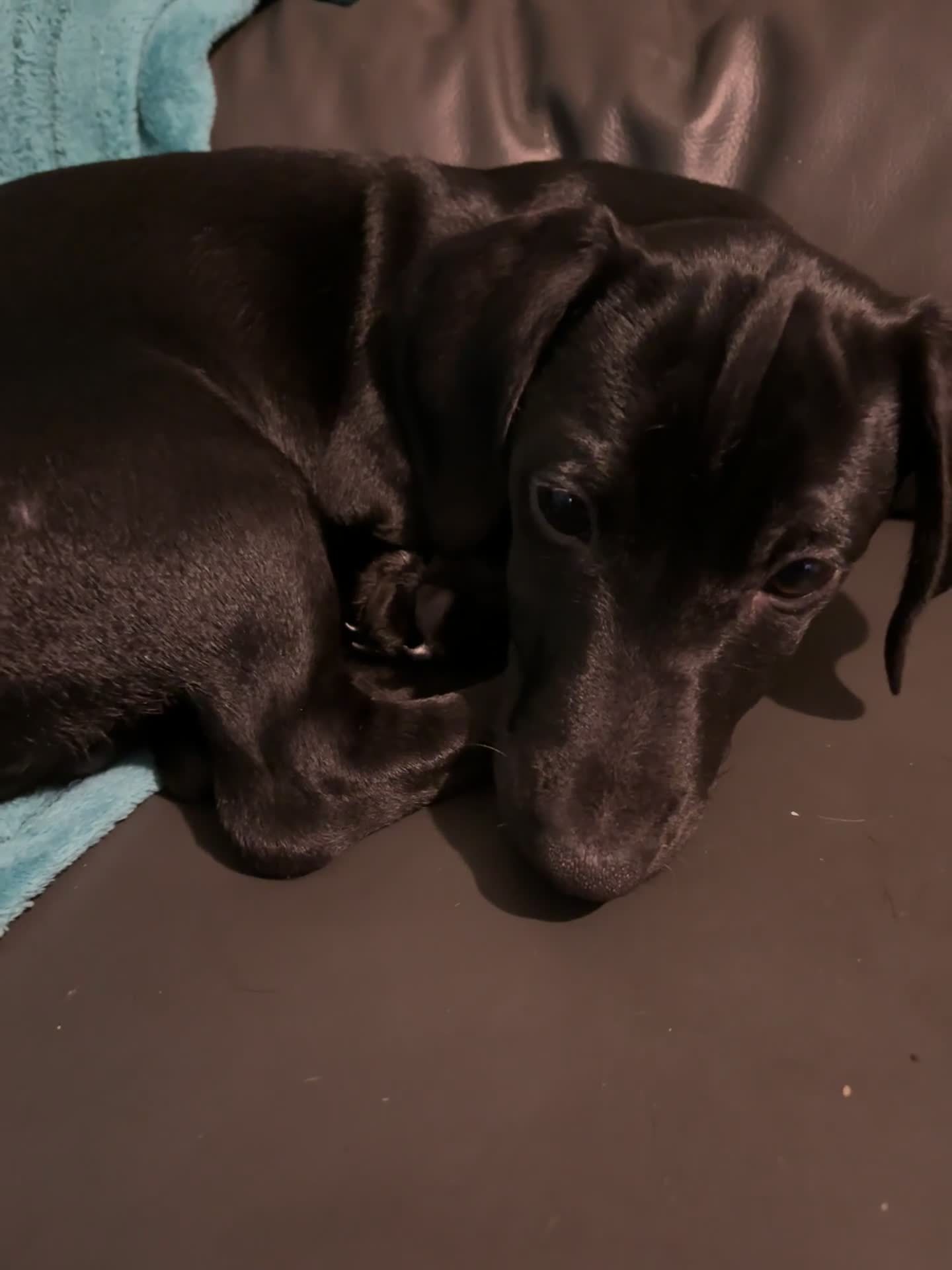 Mixed Breed dogs for sale: Beautiful boy  - Video 2