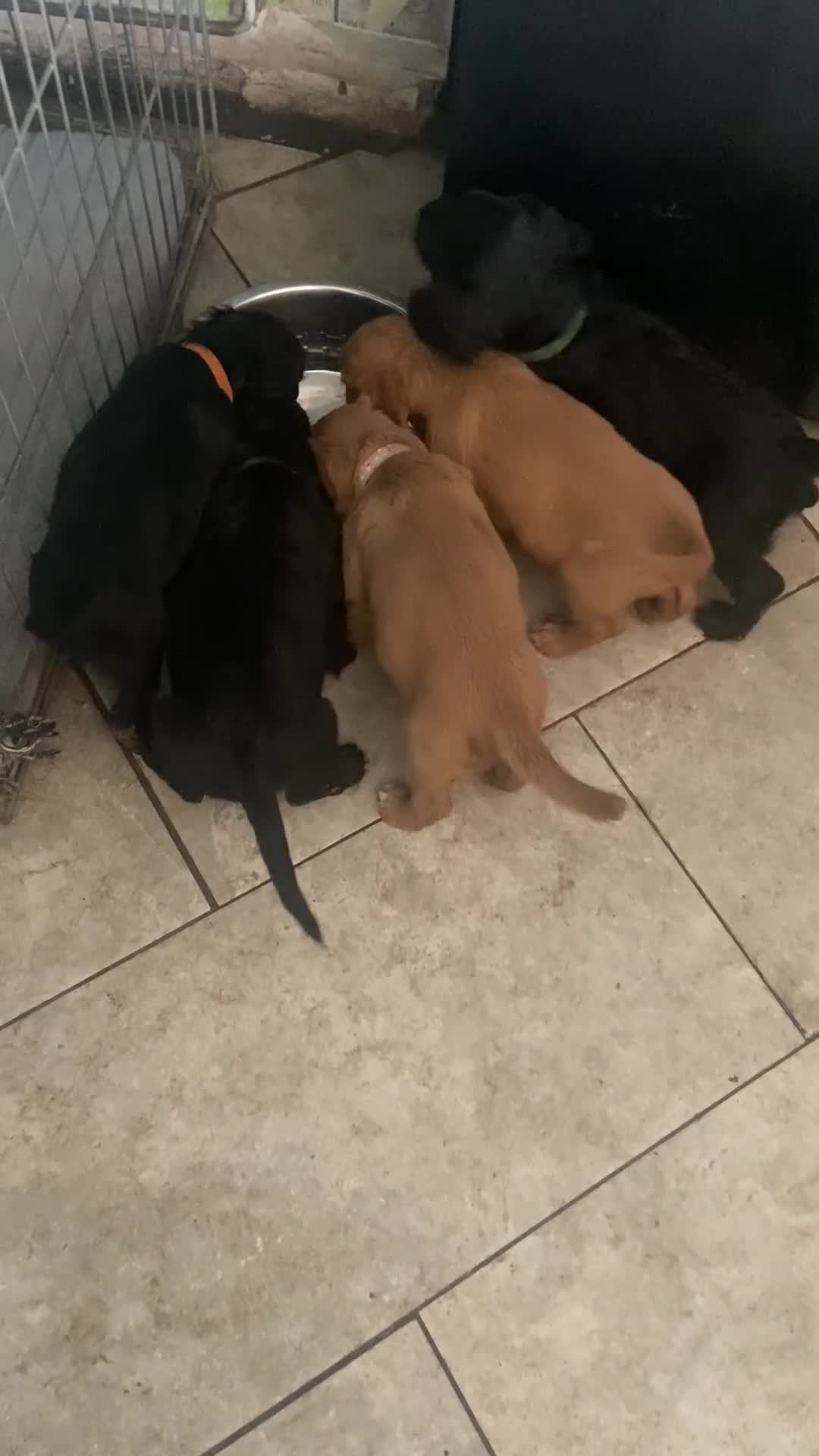 Cocker Spaniel dogs for sale: KC working cocker spaniel puppies! - Video 1