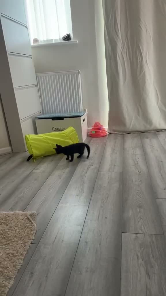 Domestic Shorthair cats for sale: Black female kitten remaining  - Video 1