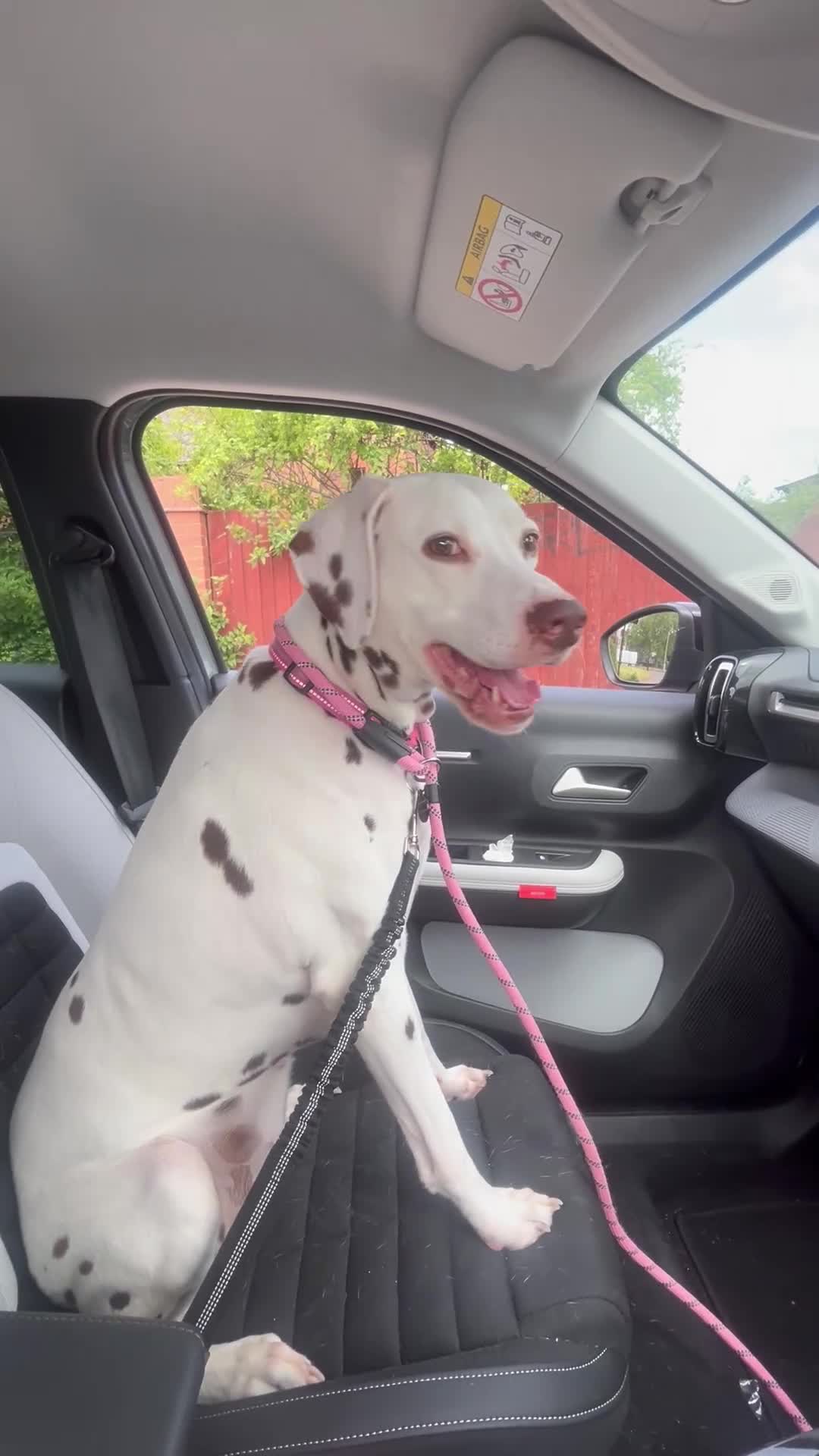 Dalmatian dogs for sale: 8 year old Dalmatian - Polly - liver spotted - Video 1