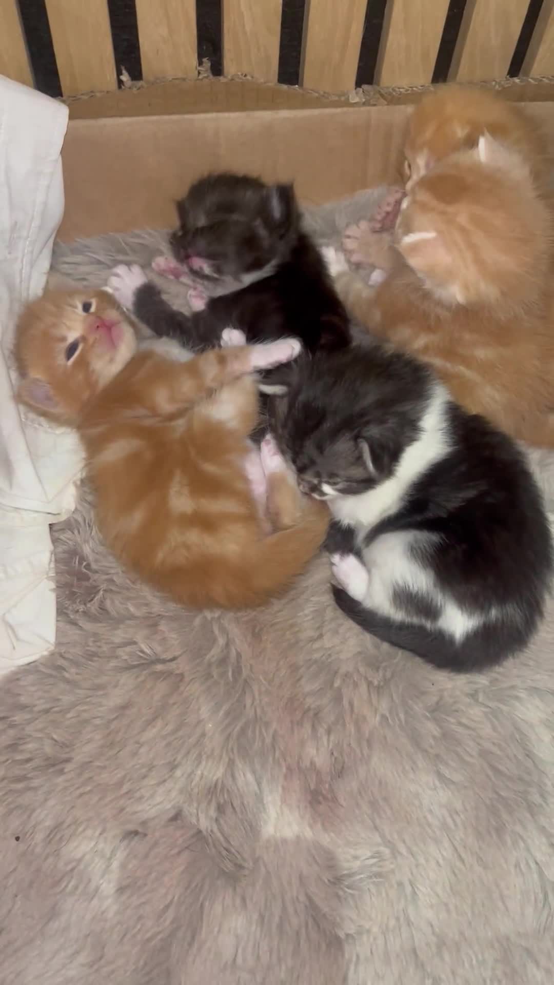 Domestic Shorthair cats for sale: Domestic shorthair x Maine Coon - Video 1