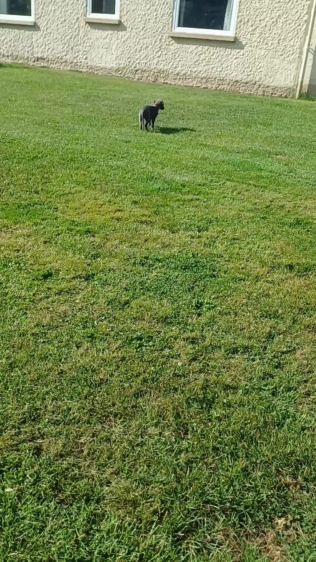 Whippet dogs for sale:  WHIPPET BABY'S (not kc reg) - Video 3
