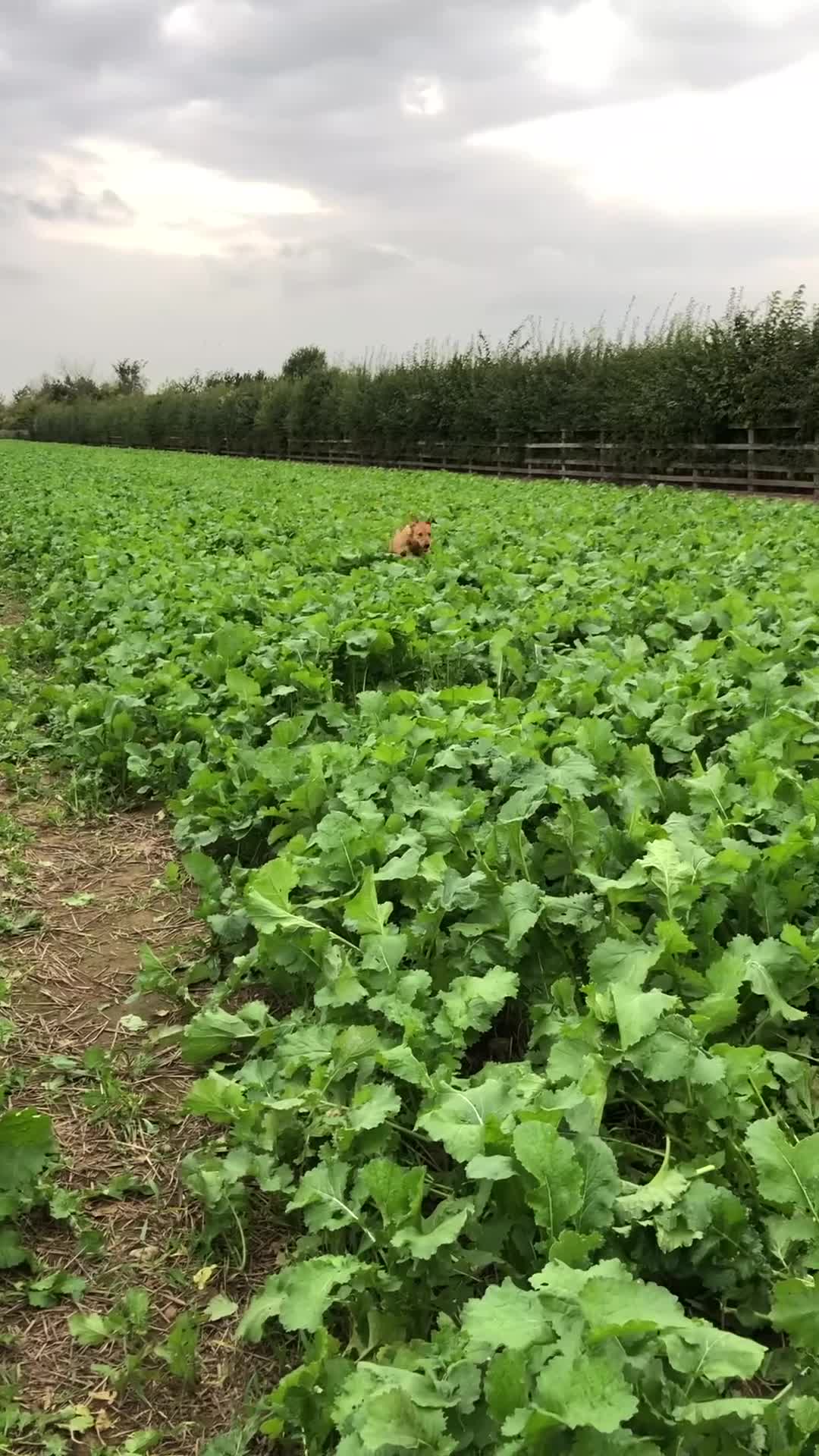Labrador Retriever dogs for sale: 2 YEARL OLD LABRADOR BITCH - Video 1