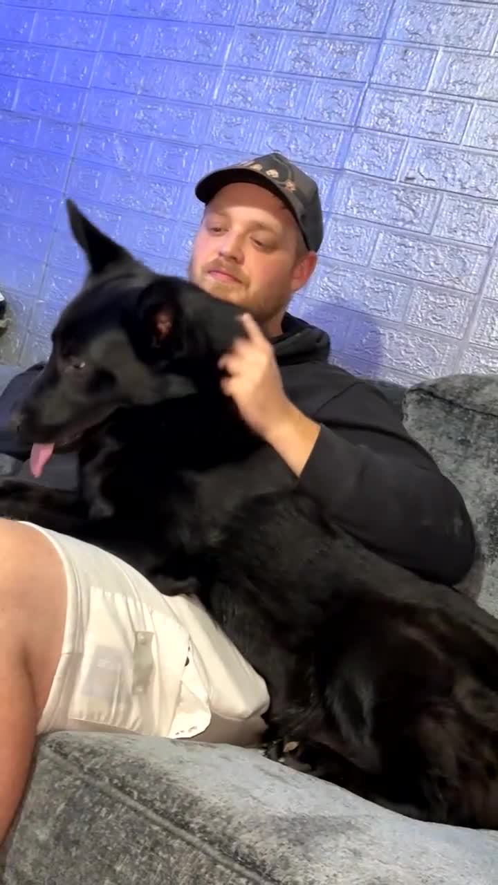 German Shepherd dogs for sale: German shepherd puppies  - Video 3