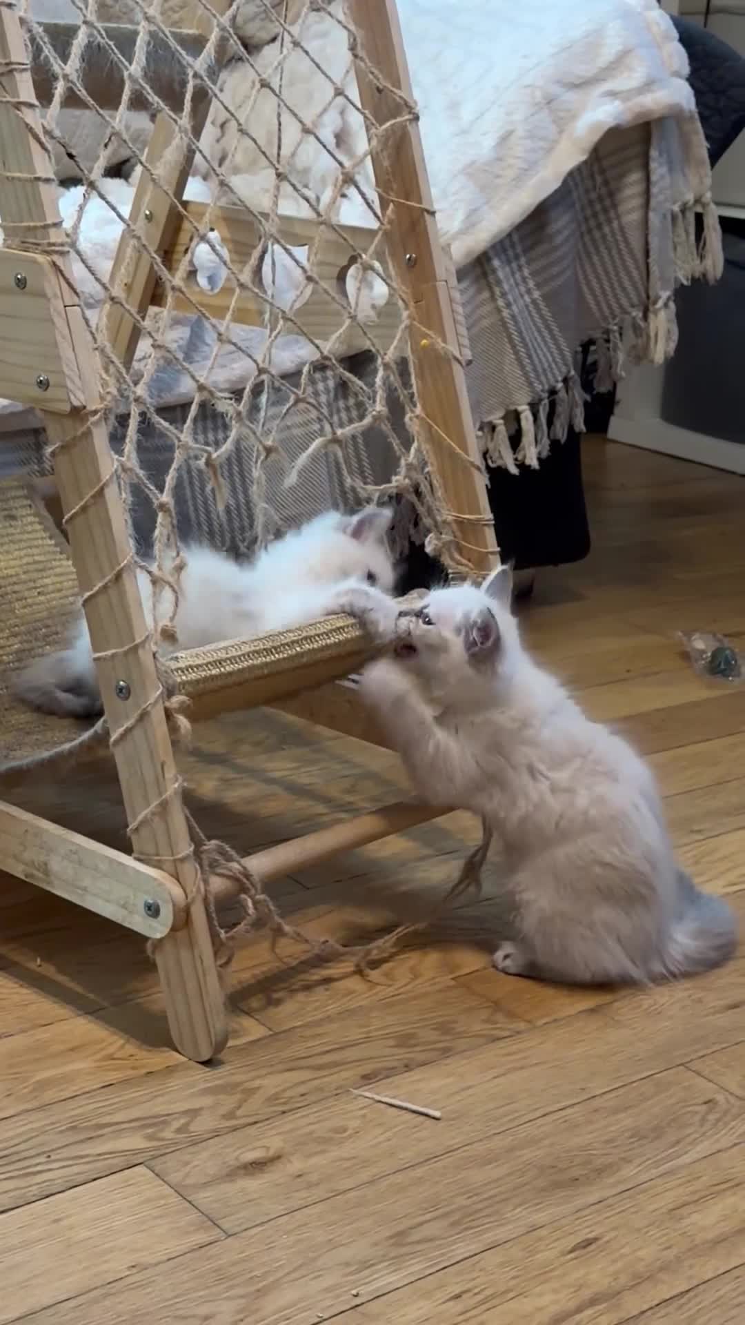 Ragdoll cats for sale: Ragdoll - Video 3
