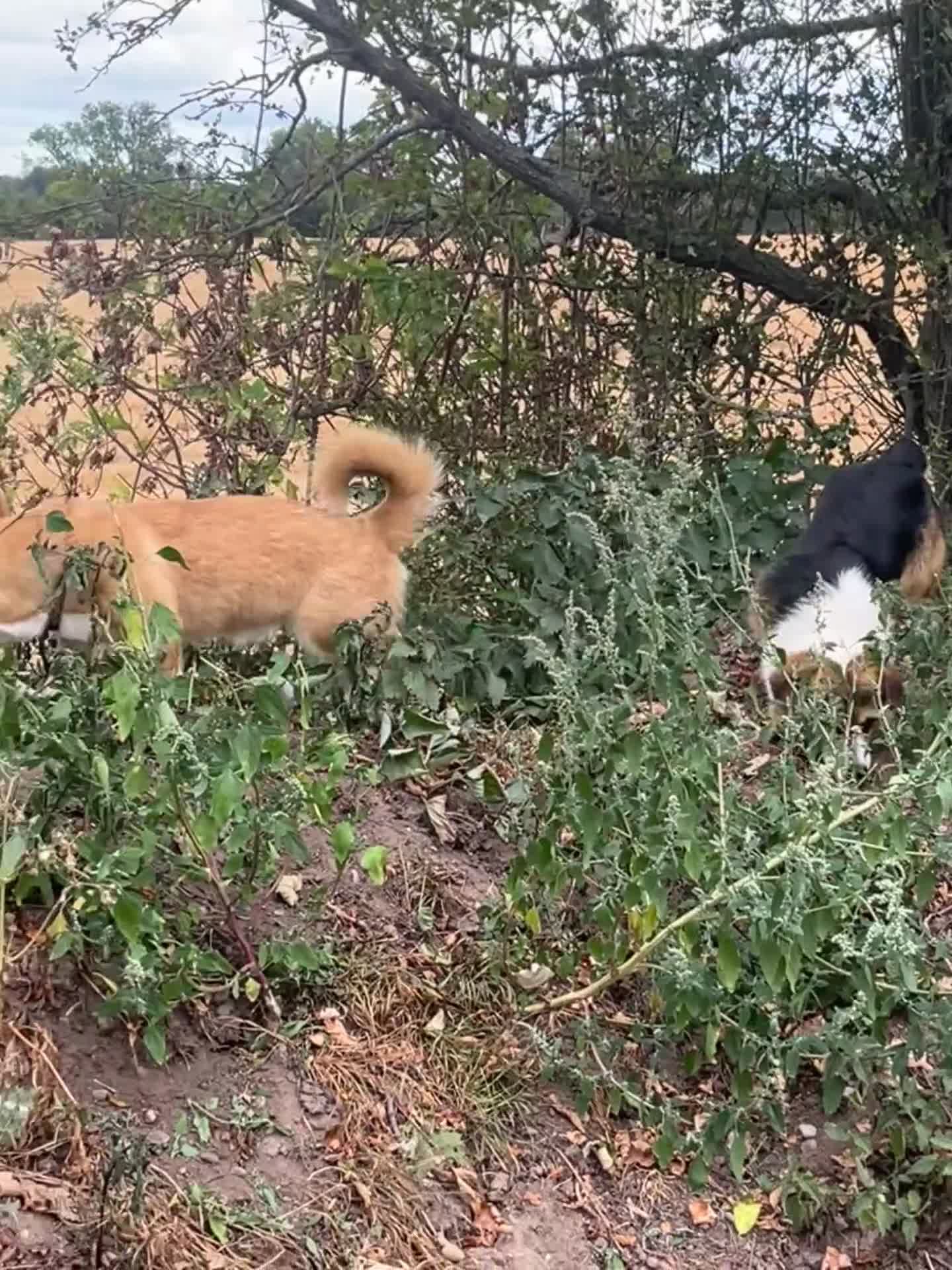 Welsh Corgi Pembroke dogs for stud:  Welsh Corgi Pembroke KC Registered — Stud Service in Newport - Video 2