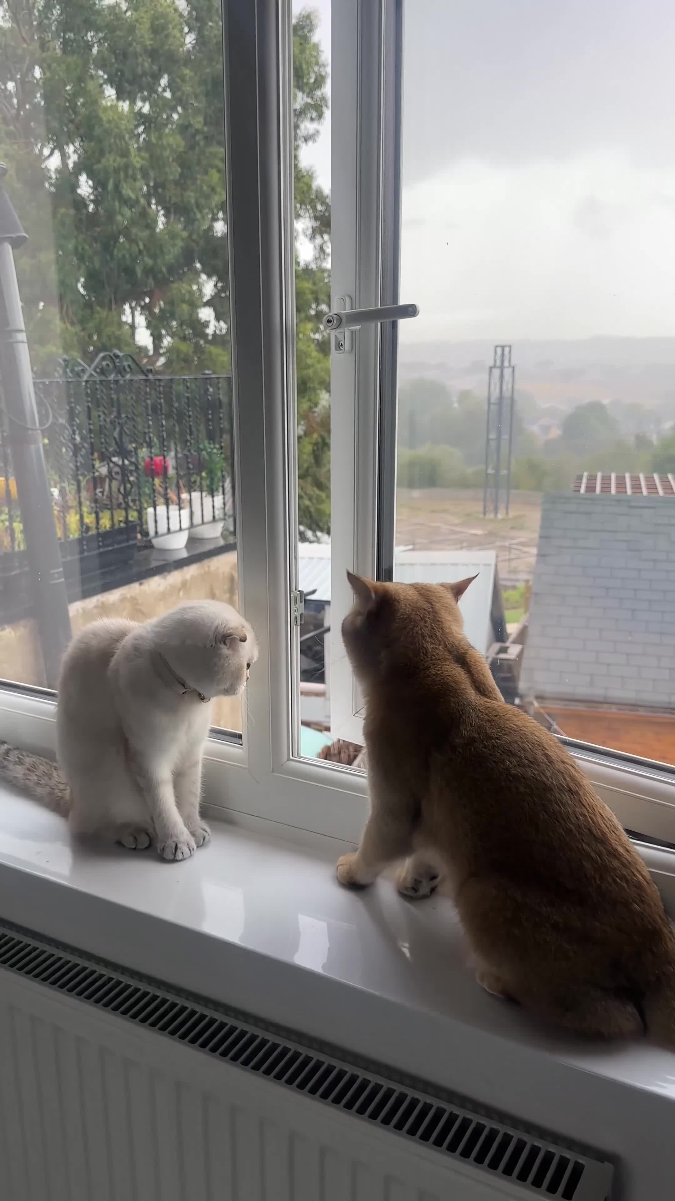 Scottish Fold cats for sale: Dior & Bear - Video 2