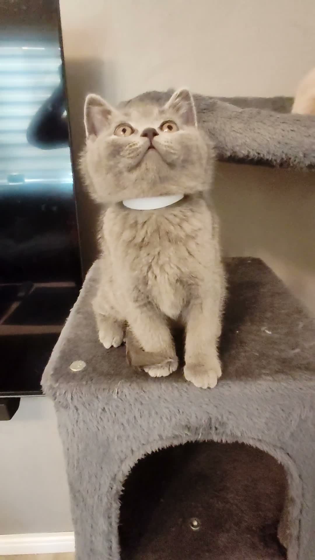 British Shorthair cats for sale: British shorthair kittens  - Video 4
