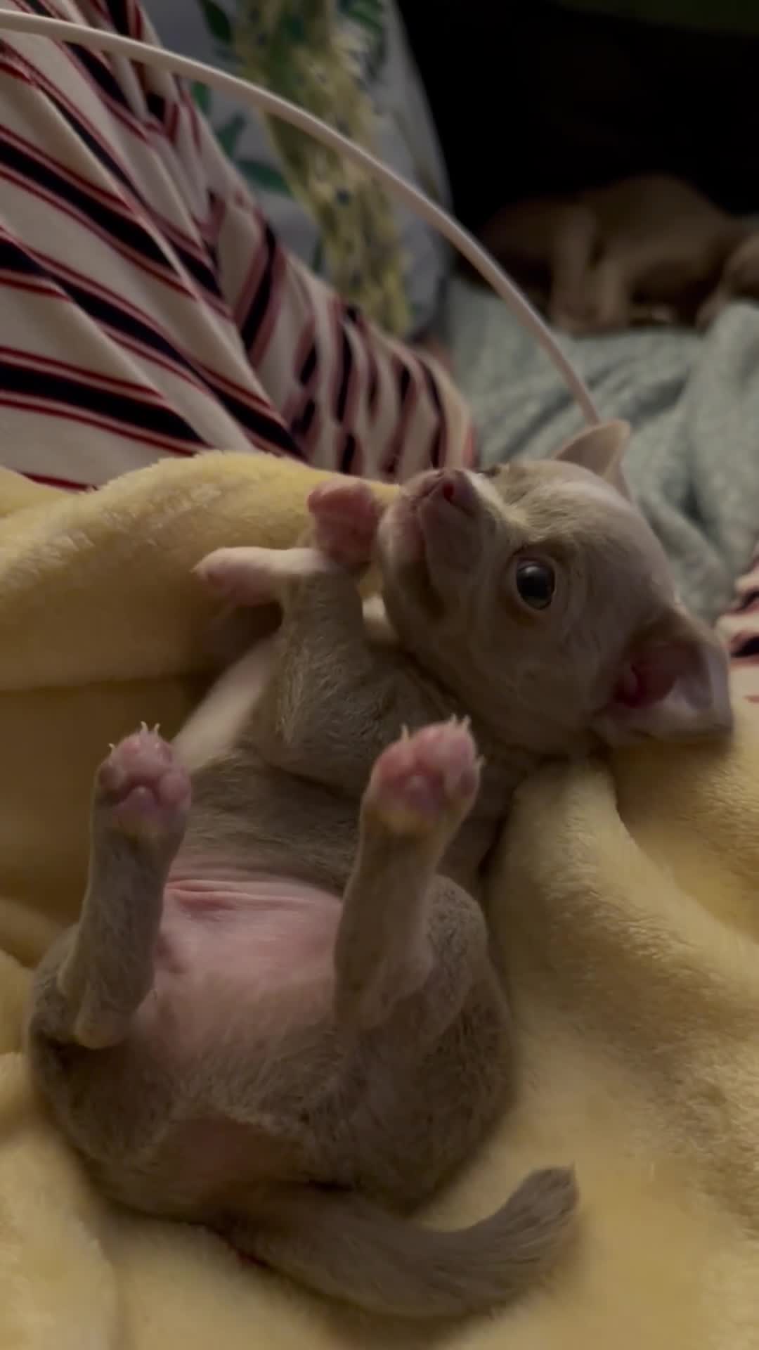 Chihuahua dogs for sale: Chihuahua puppies in Ilkeston - Video 1