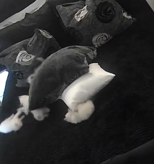 Ragdoll cats for sale: 🐾 TICA registered Ragdoll Kittens 🐾 in Dewsbury - Video 1