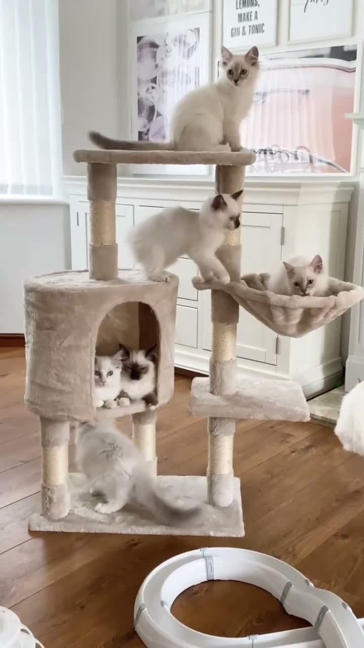 Ragdoll cats for sale: INDOOR GCCF REG CHOCOLATE LILAC RAGDOLL KITTENS - Video 3