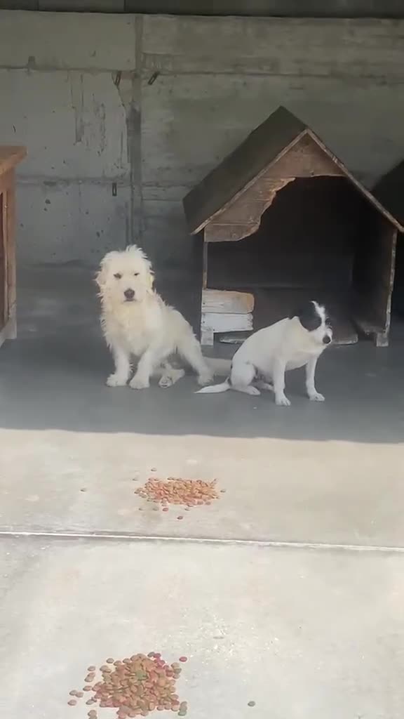 Mixed Breed dogs for adoption: McWessie, 2-3 yrs old. Available for adoption. - Video 3
