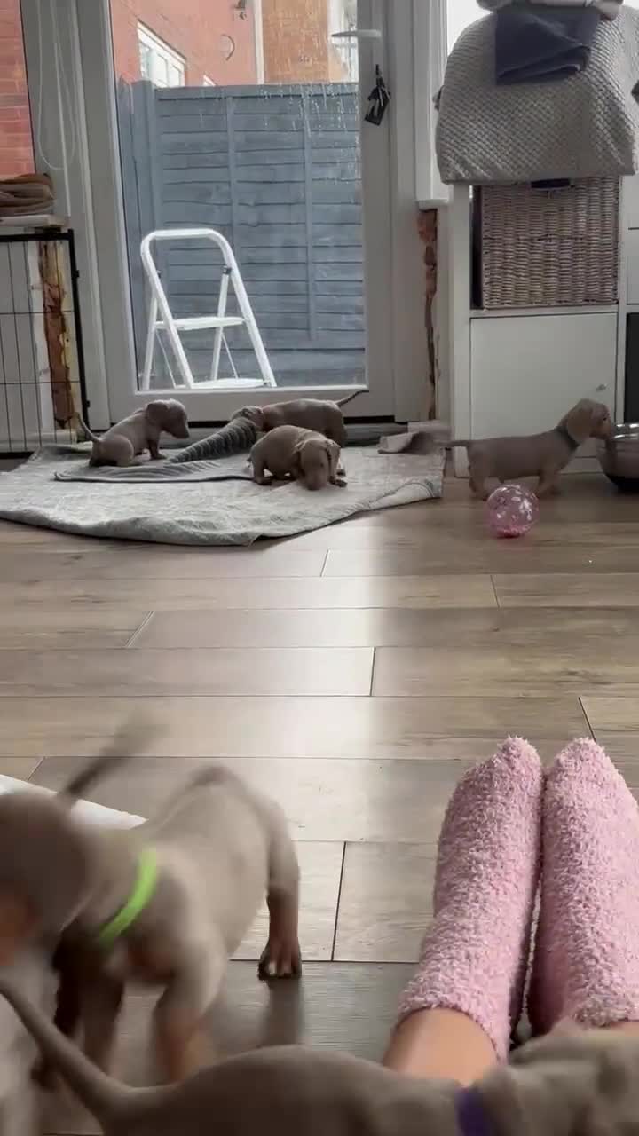 Miniature Dachshund dogs for sale: Isabella & tan miniature smoothcoat daschunds - Video 1