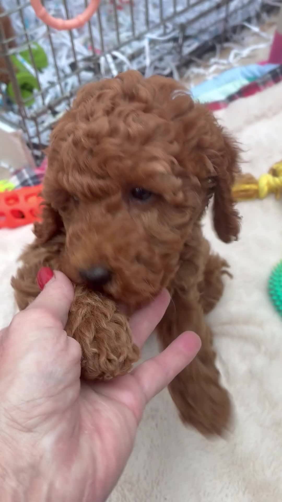 Miniature Poodle dogs for sale:  BOY MINIATURE POODLE AVAILABLE! - Video 2