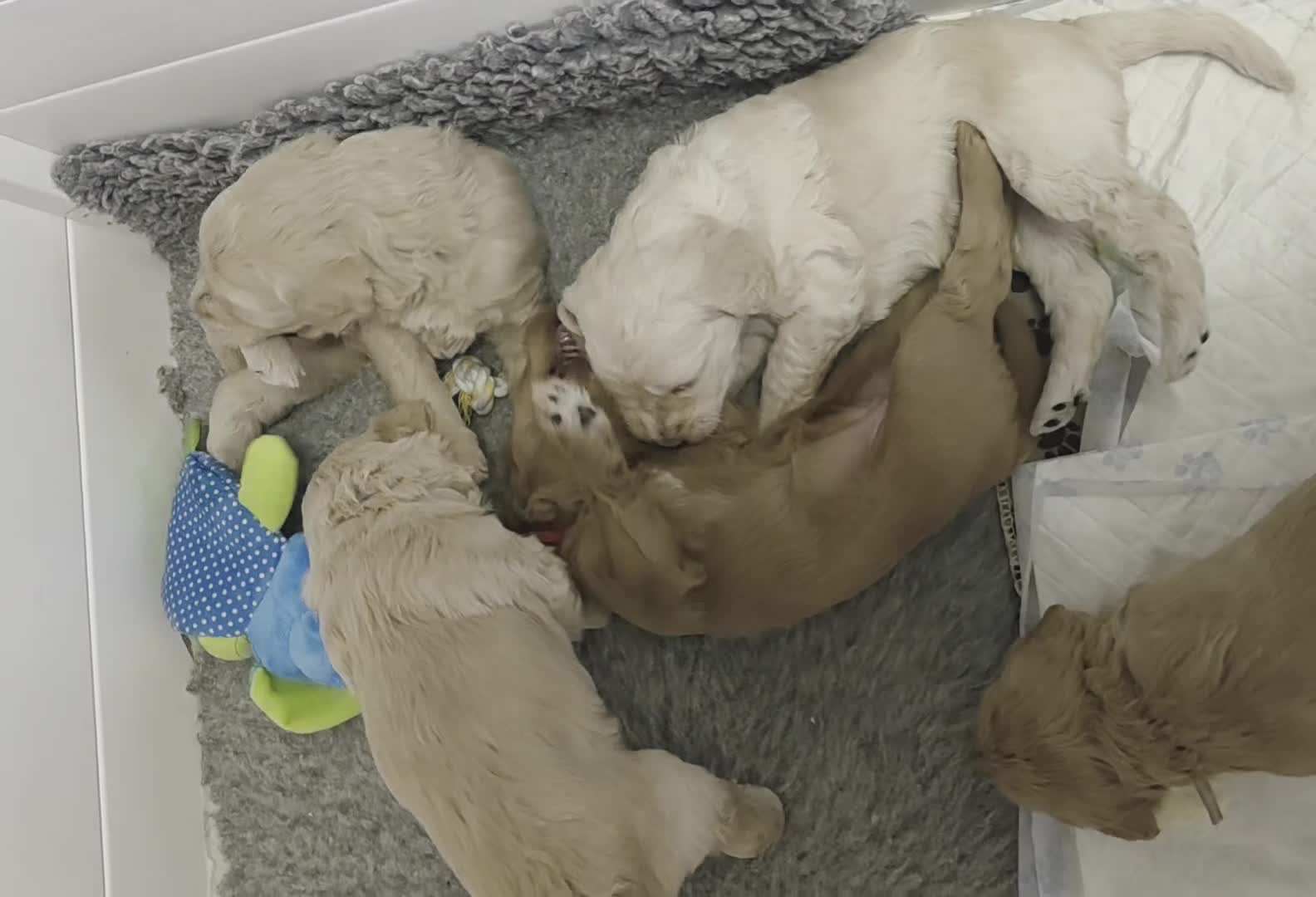 Goldendoodle dogs for sale: Multige. Goldendoodle Puppies. Parents DNA clear!! - Video 1