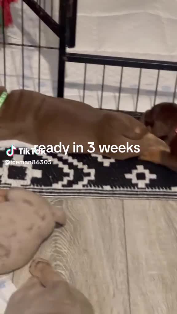 Olde English Bulldogge dogs for sale: Olde English Bulldogs - Video 2