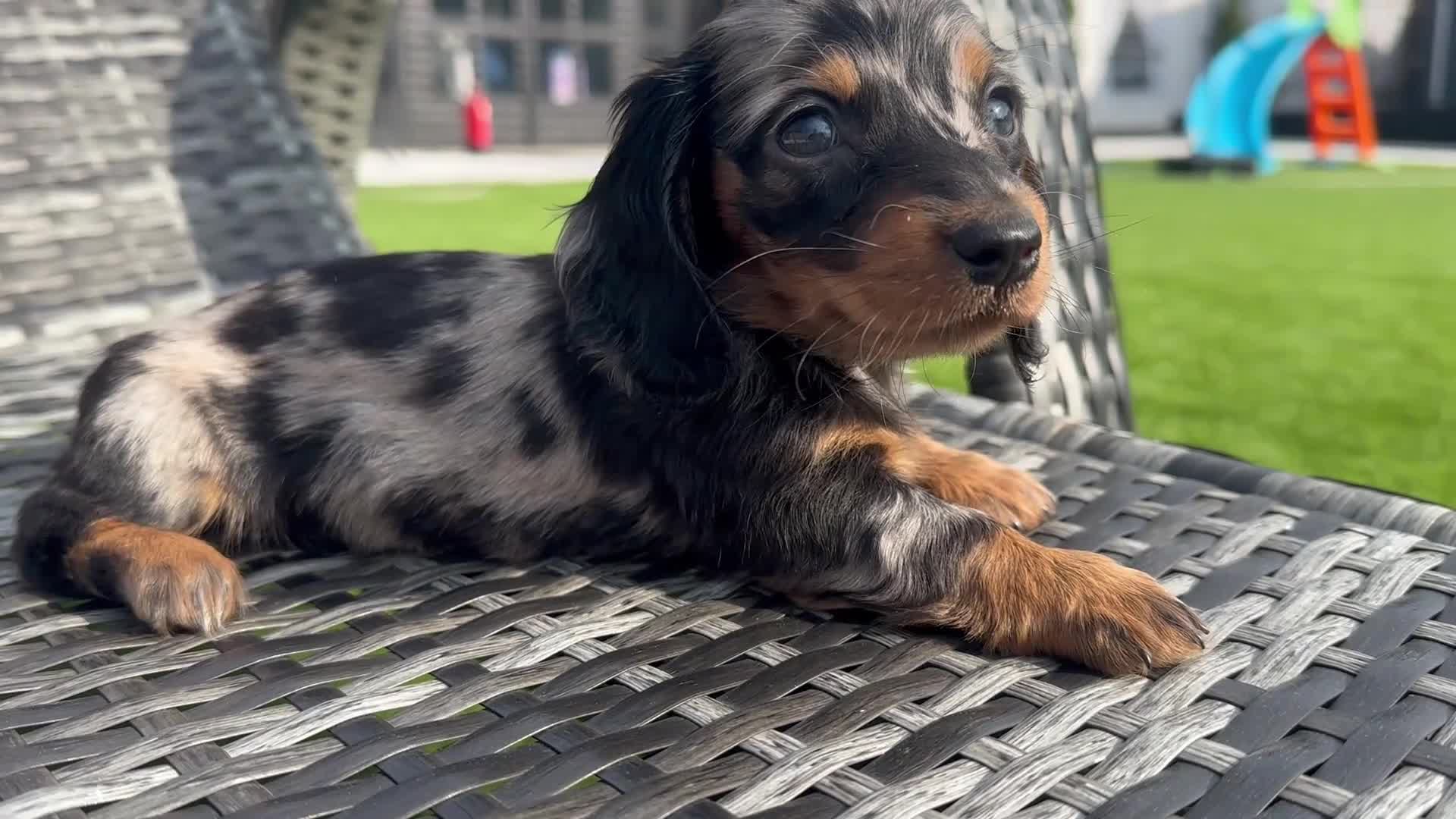 Miniature Dachshund dogs for sale: ✨MINI LONG HAIRED DACHSHUNDS ✨KC ✨ - Video 1