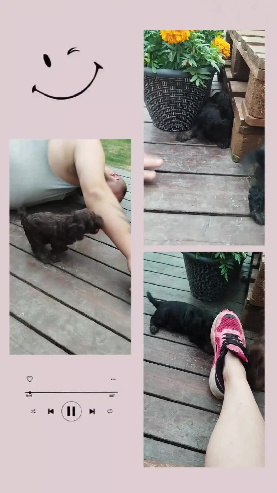 Cockapoo dogs for sale: Stunning cockapoo puppies  - Video 1