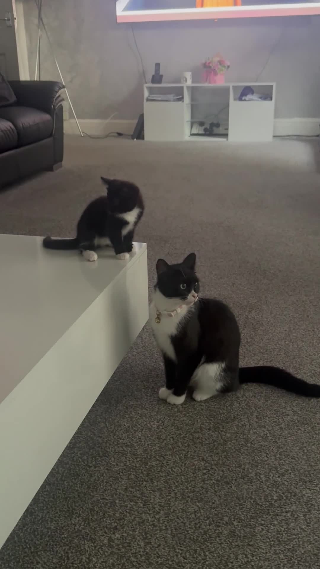 Mixed Breed cats for sale: Male kitten  - Video 3