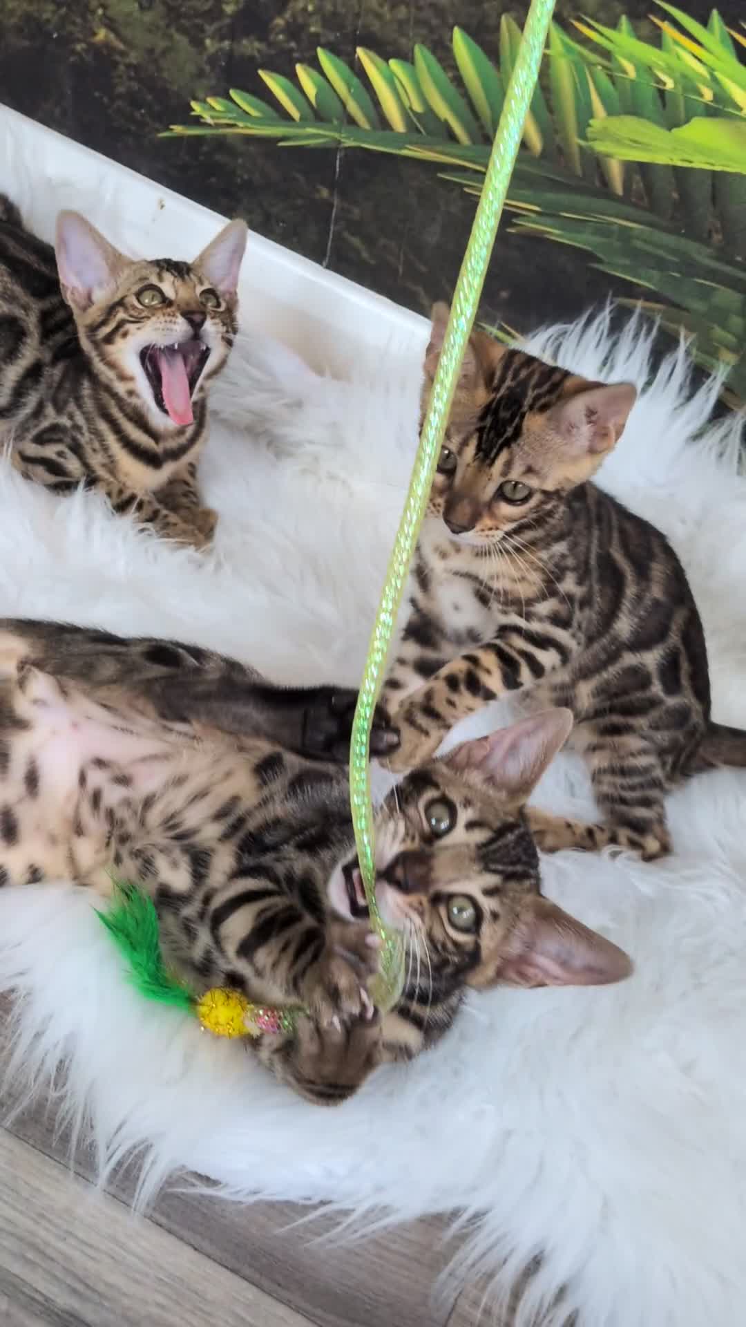 Bengal cats for sale: Male Bengal kitten TICA registered silver  - Video 4
