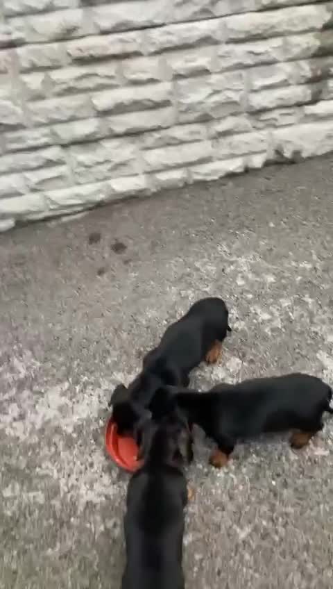 Dachshund dogs for sale: Dachshund Girl Puppies Absolutely Gorgeous  - Video 2