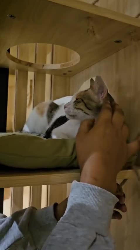 Mixed Breed cats for adoption: WE NEED AN EXPERIENCED THAT WANTS A REAL RESCUE - Video 2