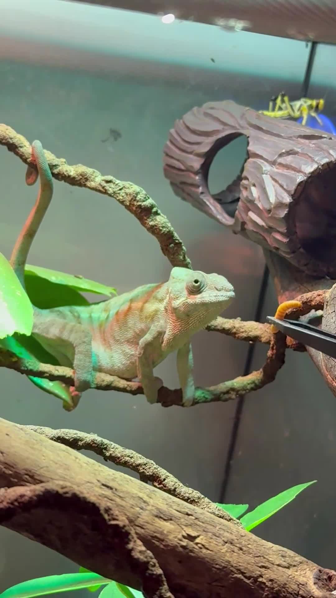 Chameleon reptiles for sale: Female Panther Chameleon - Video 1