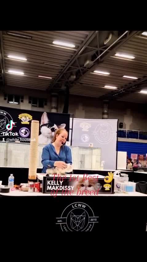 British Shorthair cats for stud: ❤ British Short Hair Active Stud ❤ Champion ❤ in Doncaster - Video 1